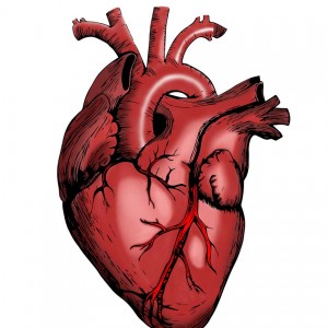 В Петербурге создали разработку, которая позволяет сконструировать 3d-модель сердца всего за 20 секунд.